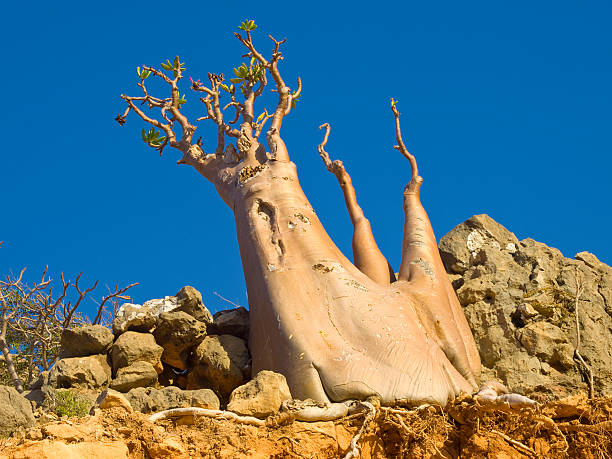Golden Bottle tree Bottle tree - adenium obesum – endemic tree of Socotra Island,  groving from the rock, Socotra Island, Yemen. adenium photos stock pictures, royalty-free photos & images