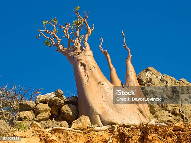 Golden Bottle Tree Stock Photo - Download Image Now - Socotra, Island, Adenium Obesum