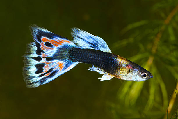 guppy. réticulé poecilia (lebistes). - guppy poisson photos et images de collection