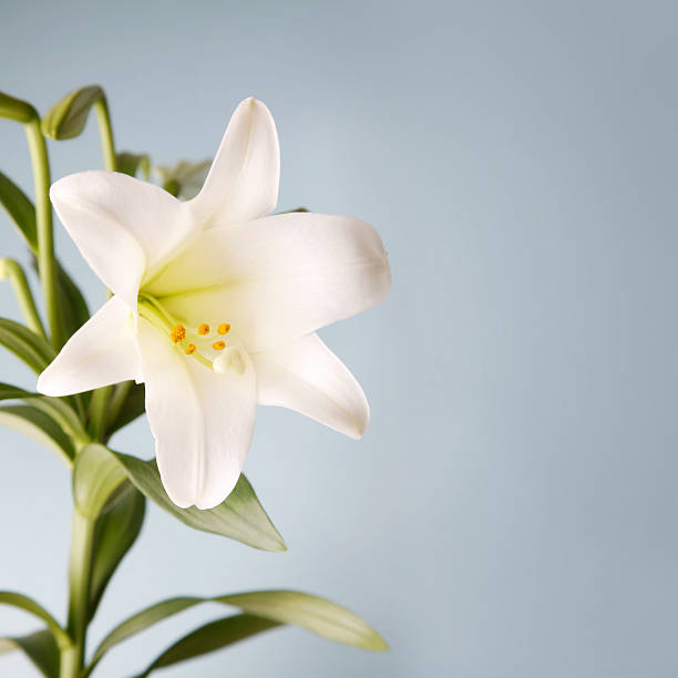 lirio de pascua sobre fondo azul - lily white flower single flower fotografías e imágenes de stock