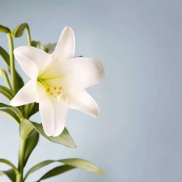 Photo of Easter Lily on Blue Background