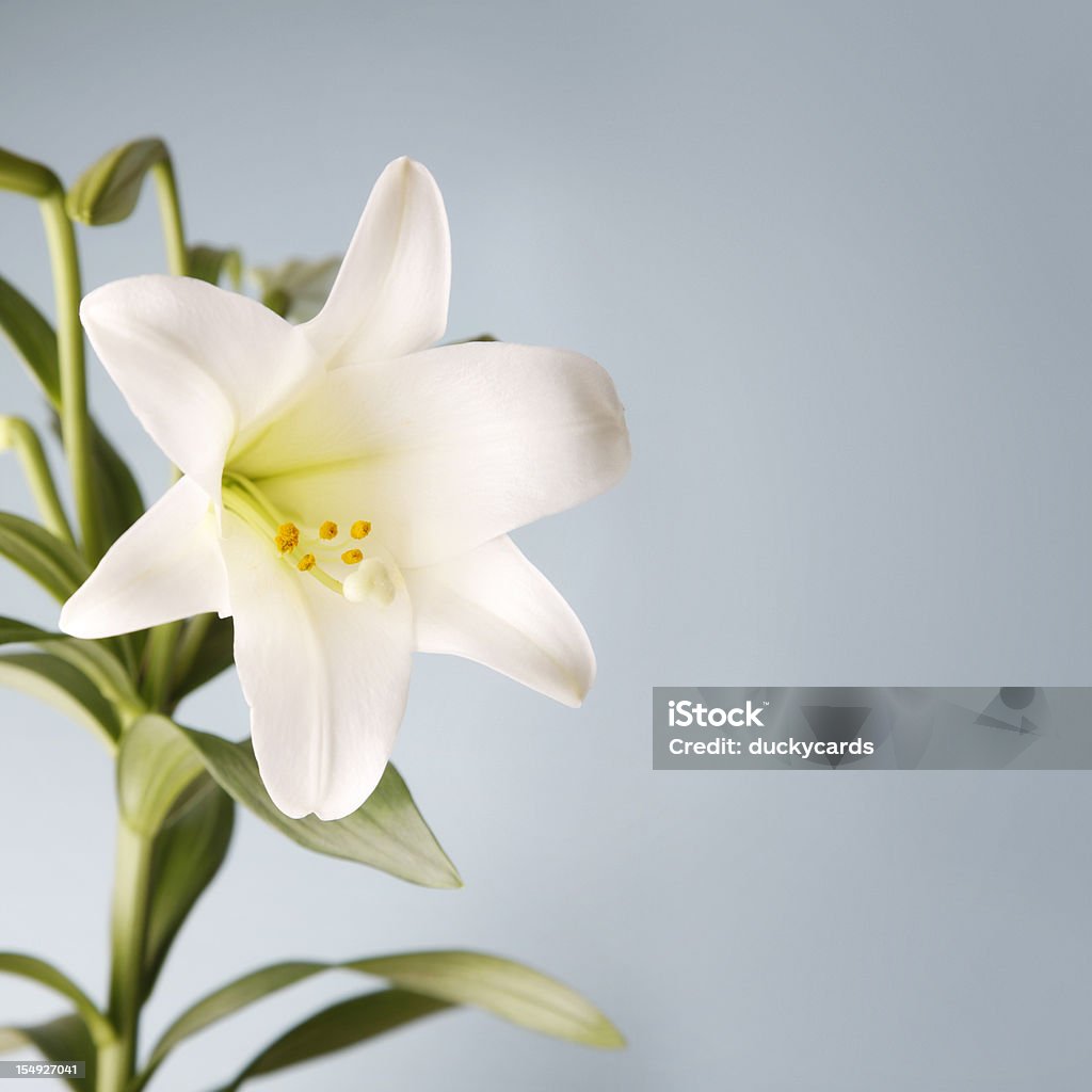 Açucena sobre fundo azul - Royalty-free Lilium Longiflorum Foto de stock