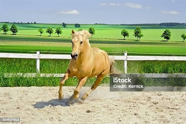 Galloping Quarter Horse Im Paddock Stockfoto und mehr Bilder von American Quarter Horse - American Quarter Horse, Pferd, Rennen - Körperliche Aktivität