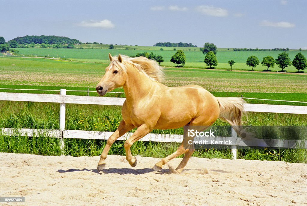 galloping Quarter Horse im paddock - Lizenzfrei Pferd Stock-Foto