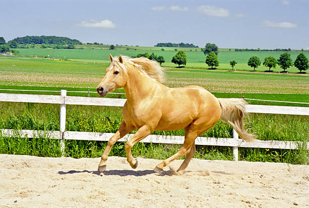 galloping quarter horse w padok - palomino zdjęcia i obrazy z banku zdjęć