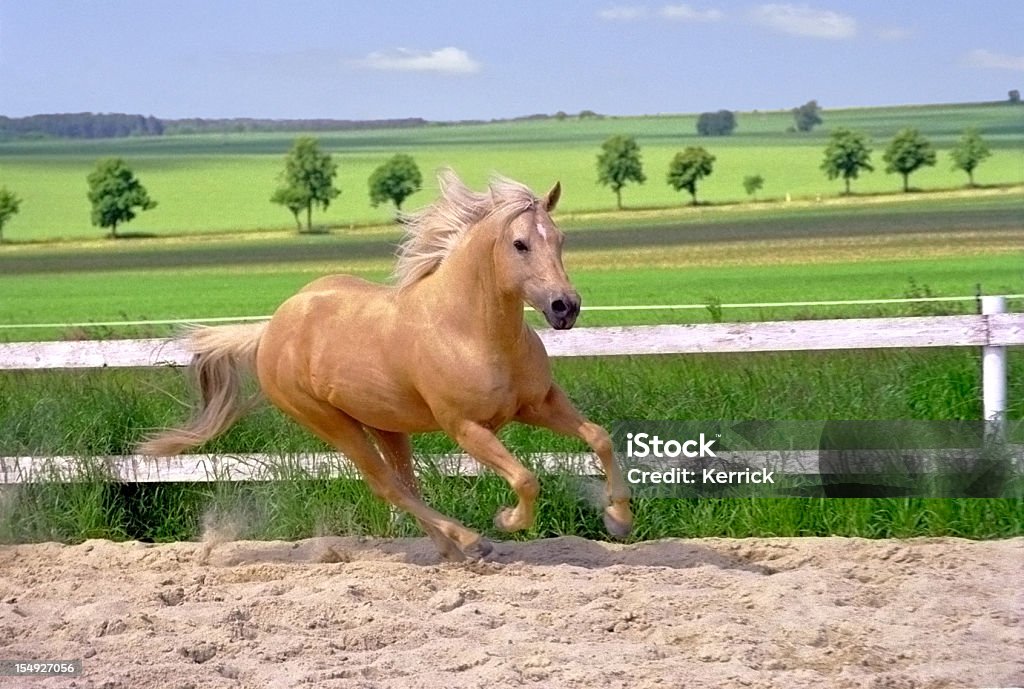 galloping Quarter Horse im paddock - Lizenzfrei Pferd Stock-Foto