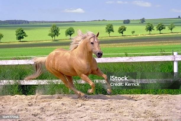 Galloping Quarter Horse Im Paddock Stockfoto und mehr Bilder von Pferd - Pferd, Rennen - Körperliche Aktivität, Galopp - Gangart von Tieren