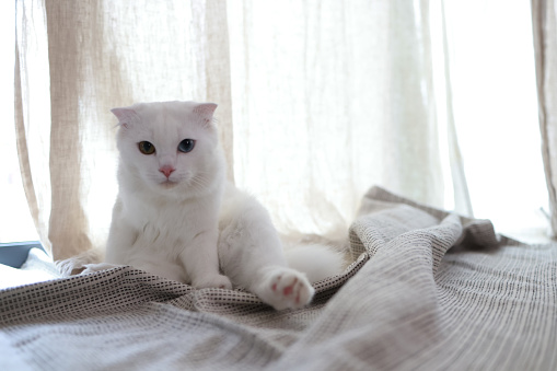 The cute white cat grooming and lying on a white bed in a sunny bright stylish room. Cute cat with green eyes and with funny adorable emotions licking and cleaning fur.