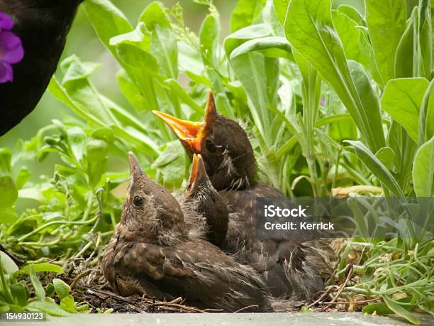 Hungrig Blackbird Babys Und Mütter 12 Tage Stockfoto und mehr Bilder von Amsel - Amsel, Betteln - Tierisches Verhalten, Blatt - Pflanzenbestandteile