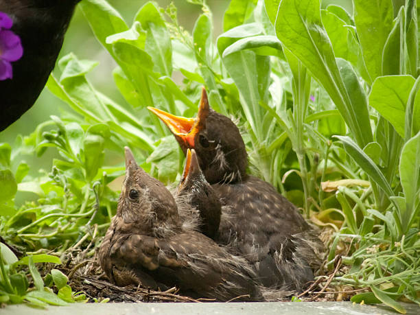 istock Hungry! Blackbird babies and mother - 12 days old 154930123