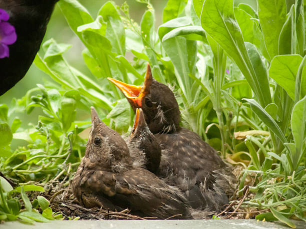 Hungry! Blackbird babies and mother - 12 days old  aufzucht stock pictures, royalty-free photos & images