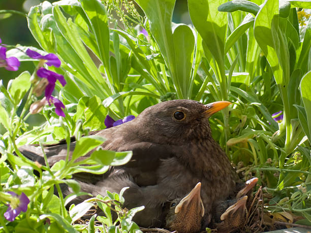 blackbird mother and 3 babies (Turdus merula)  aufzucht stock pictures, royalty-free photos & images