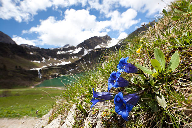 alpine meadow with enzian on forground, tirol, austria, alps stock photo