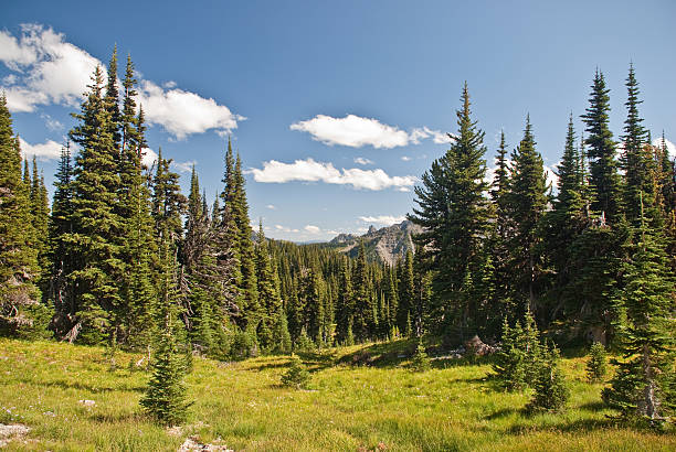 Meadow, Forest and Puffy Clouds The sub-alpine zone of Mount Rainier feature grasses, wildflowers and stunted fir trees. This picture was taken near Shadow Lake in Mount Rainier National Park, Washington State, USA. jeff goulden mount rainier national park stock pictures, royalty-free photos & images