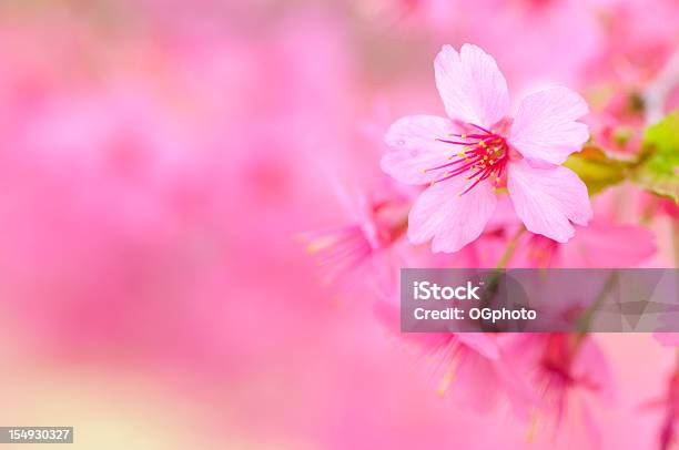 Pink Cherry Blossom Stockfoto und mehr Bilder von Baum - Baum, Baumblüte, Bildschärfe