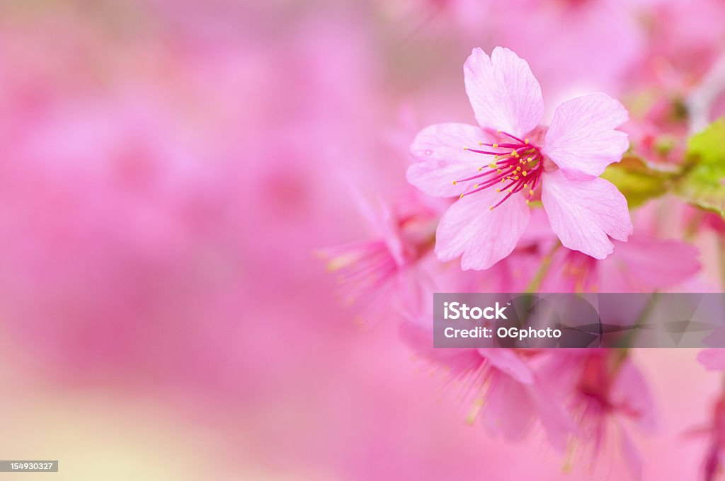 Rosa flor de cerezo - Foto de stock de Aire libre libre de derechos