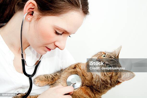 Veterinarian Doctor Making A Checkup Of A Cute Brown Cat Stock Photo - Download Image Now