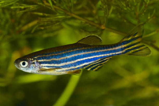 istock Brachydanio rerio 154930602
