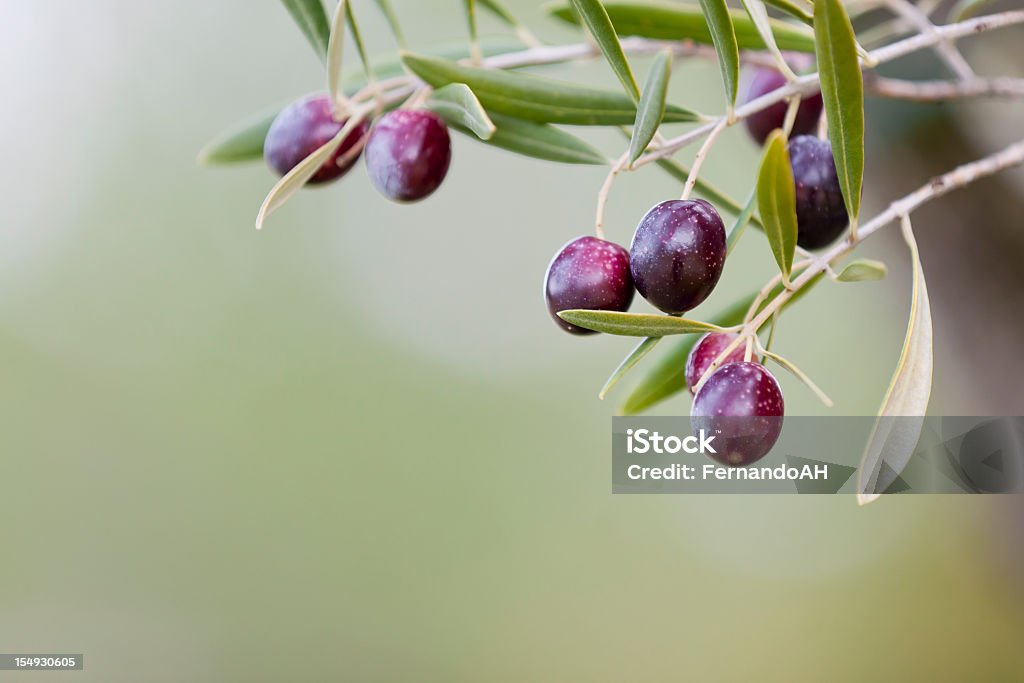 Aceitunas - Foto de stock de Aceituna libre de derechos