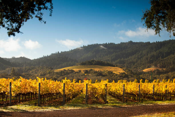 ブドウのワイナリーヴァイン - napa valley vineyard autumn california ストックフォトと画像