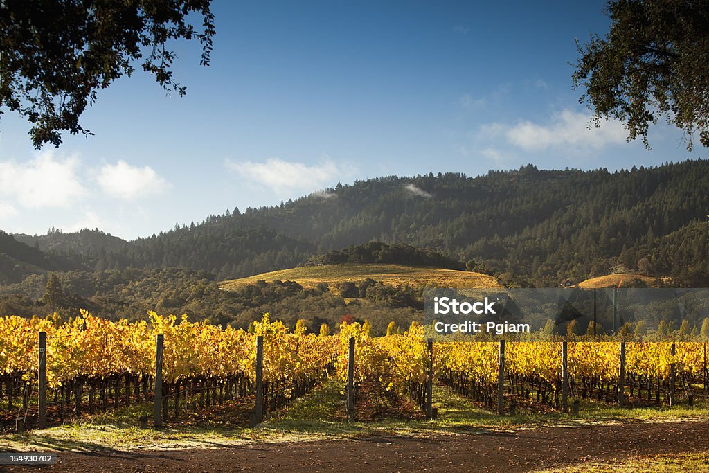 Grapes on a winery vine Vineyard field and ripe grape crops in wine country Autumn Stock Photo