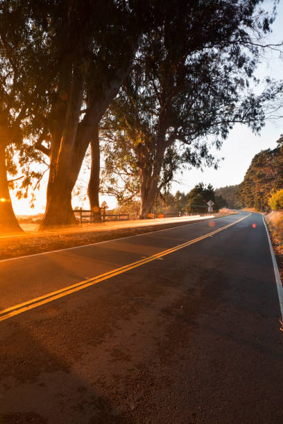 istock Trees at sunset over a country road 154930751