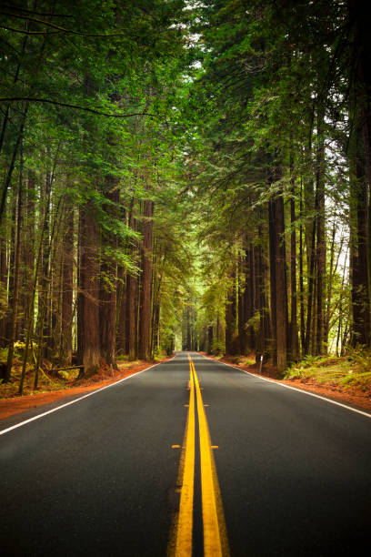 istock Road through the huge Redwood trees 154930757