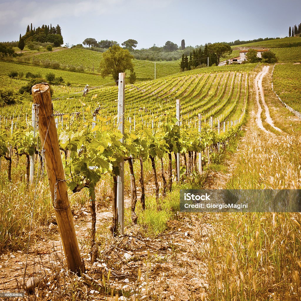 Green Tuscan Vineyard, Chianti Region in Italy Square landscape with green vineyard in the Chianti Region (Tuscany, Italy). Agricultural Field Stock Photo