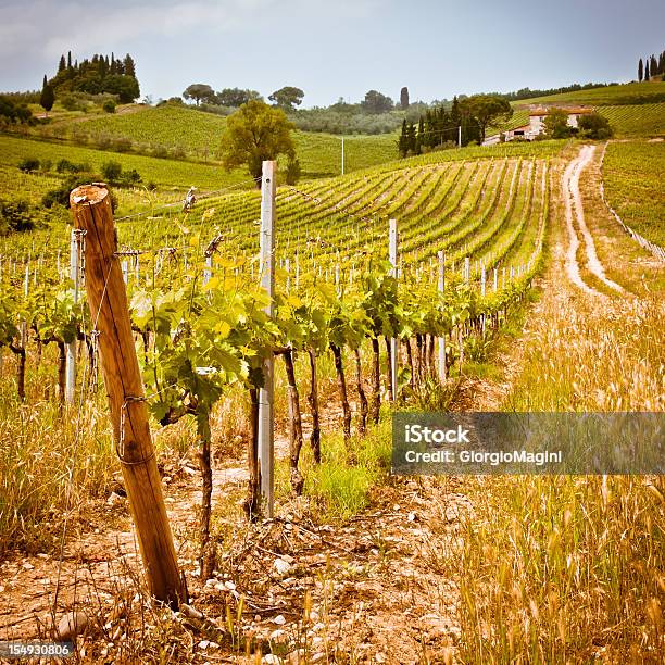 Green Tuscan Vineyard Chianti Region In Italy Stock Photo - Download Image Now - Agricultural Field, Agriculture, Chianti Region