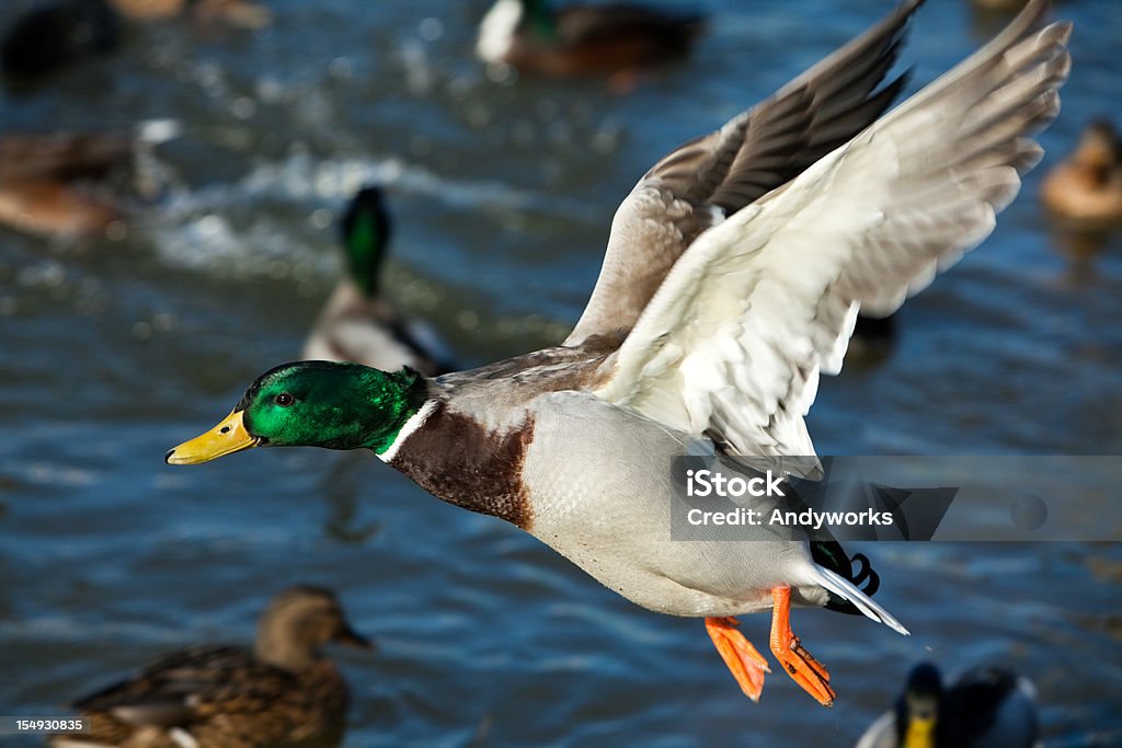 Flying Mallard Drake (Anas platyrhynchos) XXXL - Foto de stock de Animales cazando libre de derechos