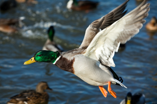 A male mallard seen from above in the boreal forest in autumn.