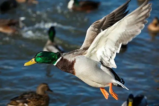 Flying Mallard Drake (Anas platyrhynchos) XXXL