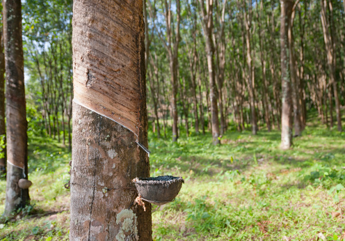 Collecting Latex from a Rubber Tree