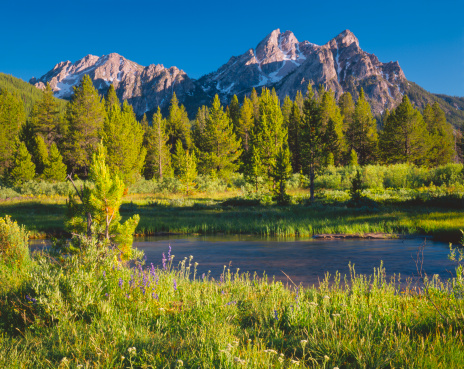 The Sawtooth Range sits in the distance in  a meadow, in the Sawtooth National Recreation Area of Stanley, Idaho. 