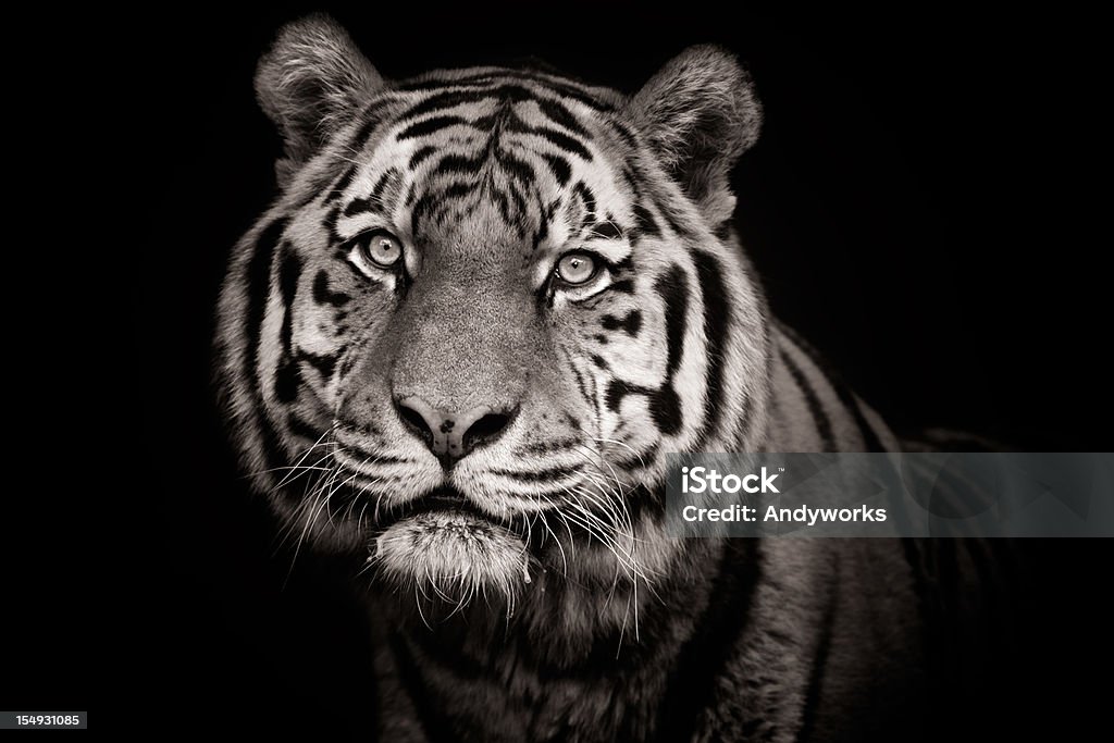 Wunderschöne Tiger XXXL - Lizenzfrei Tiger Stock-Foto