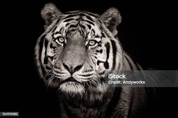 Wunderschöne Tiger Xxxl Stockfoto und mehr Bilder von Tiger - Tiger, Freisteller – Neutraler Hintergrund, Dunkel