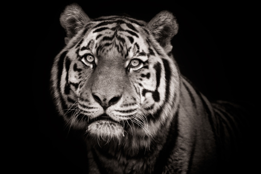 Beautiful tiger in sepia. 