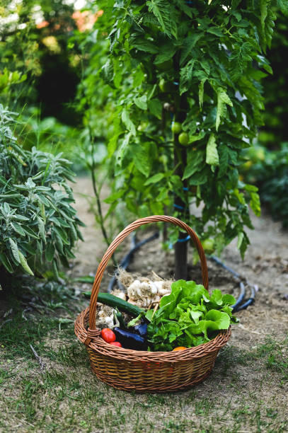 basket with fresh vegetables on a ground in a garden.