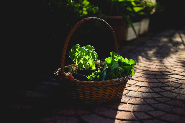 basket with raw veggies in a yard.