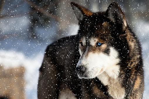 Husky dog