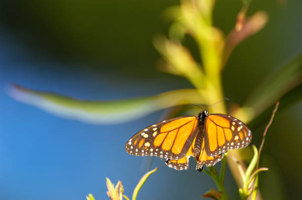 istock Close-up of Monarch Butterfly on Branch 154931164