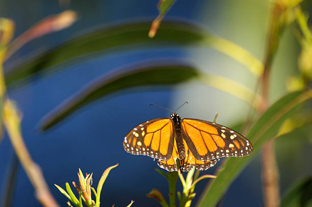 istock Close-up of Monarch Butterfly on Branch 154931181