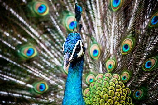 Portrait of beautiful adult Asian woolly-necked stork or Asian woollynecked, low angle view, half shot, in the morning foraging on the agriculture area in nature of tropical dry forest, northeastern Thailand.