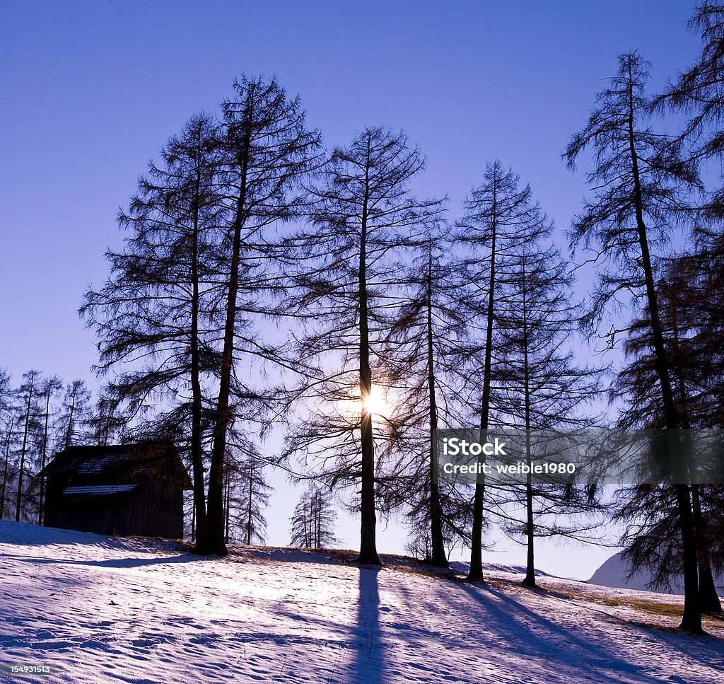 Einige Lärche in der warmen violet winter Sonne und Schatten - Lizenzfrei Abgestorbene Pflanze Stock-Foto