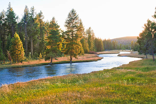 nez percé creek in yellowstone national park at sunset - ribera fotografías e imágenes de stock