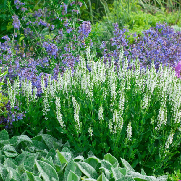 istock Early summer flower garden - V 154931753