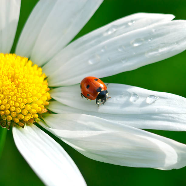 Ladybugs on a daisy in the meadow. Growing medicinal herbs.