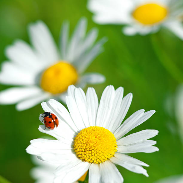 Shasta Daisy With Ladybug V Stock Photo - Download Image Now - iStock