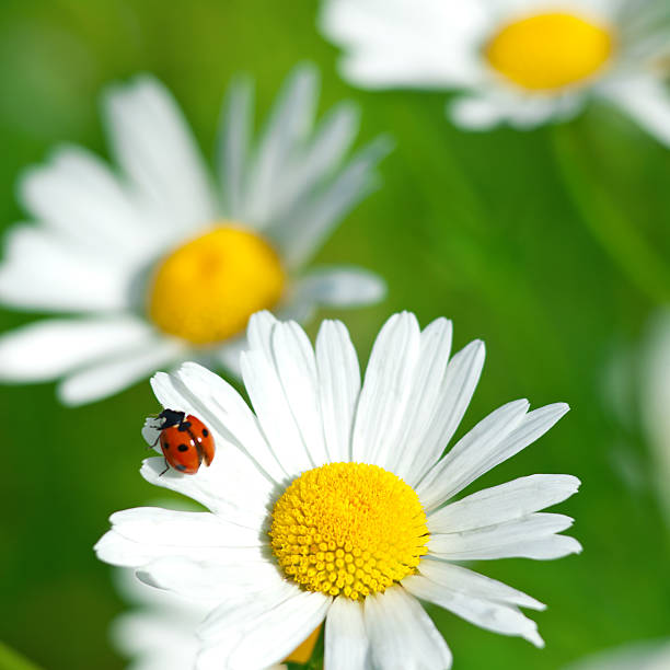 Shasta Daisy With Ladybug V Stock Photo - Download Image Now - iStock Shasta Daisy With Ladybug V Stock Photo - Download Image Now - iStock