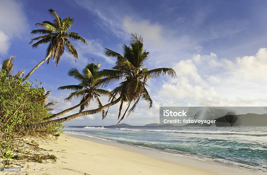 Palmeras meciéndose de isla tropical playa de arena dorada - Foto de stock de Seychelles libre de derechos